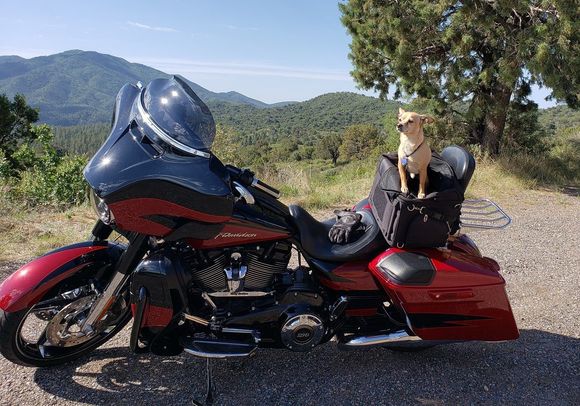 My Dog on his HOG.