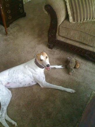 Saucy 3 years old 2012