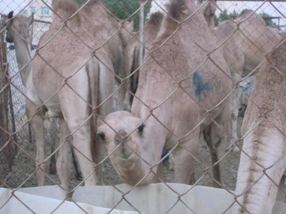 What's u looking at Fool