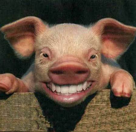 happy pig