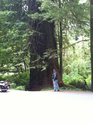 Redwoods 059