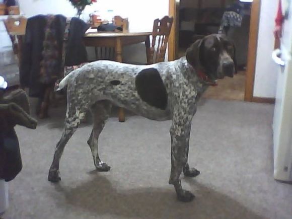 pet, German Shorthair Pointer