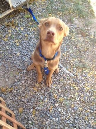 One of the few times you see Jax with his ears down.