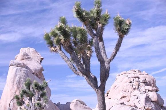 IMG 7865 01
This is Joshua Tree