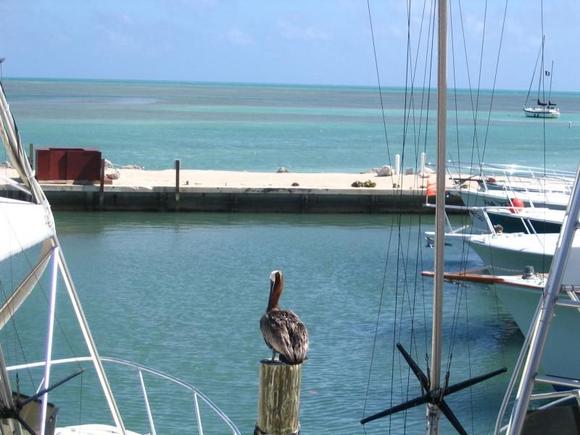 Whale Harbor  Islamorada