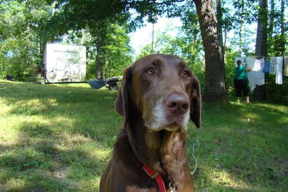 Big brown dummy