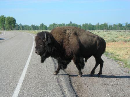 Where the Buffalo Roam - Grand Teton National Park -- 2008