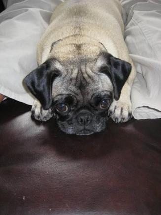 Respect the PUG!
