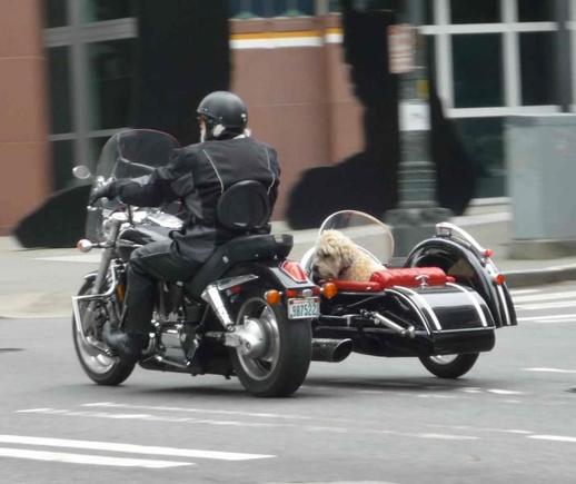 Doggie on Board - Seattle WA