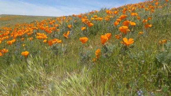 Lancaster, CA poppy fields