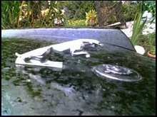 83 XJS Leaper
