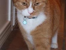 My real cat name Pucci, a gorgeous creature!