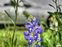 Bluebonnet backdrop - Independence, TX