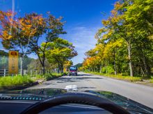 Early autumn leaves decorating the road.