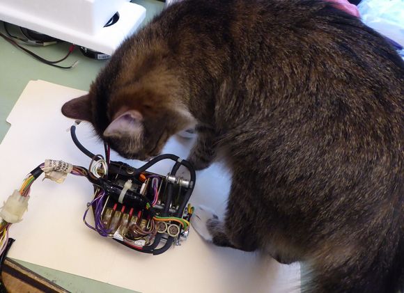My "assistant" doing a cat scan. No mice found !