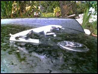 83 XJS Leaper