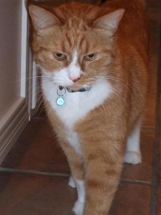 My real cat name Pucci, a gorgeous creature!