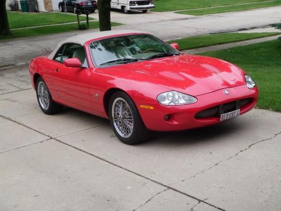 Red Cat, front view