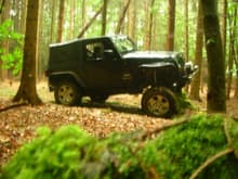 stock tires playing in the woods