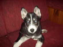 cute lil puppy.. awwwww..