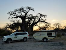 One of the many Baobab Trees en route. It is hundreds of year sold.