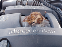Rat Power