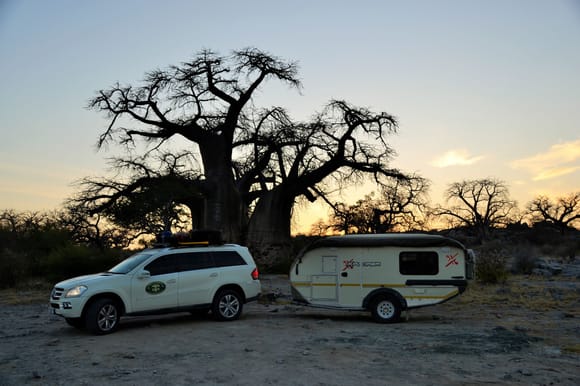 One of the many Baobab Trees en route. It is hundreds of year sold.