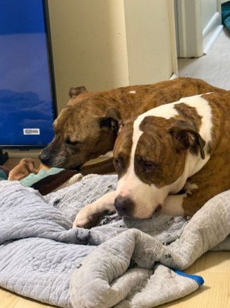 Pittie's are the sweetest dogs ever!!