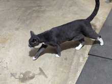 This is Terry.  One of the shop cats/Oliver's best friend.