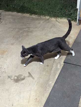 This is Terry.  One of the shop cats/Oliver's best friend.