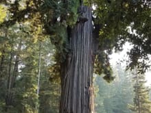 The Chandelier Tree in Leggett. 
315 ft tall. 2400 years old!