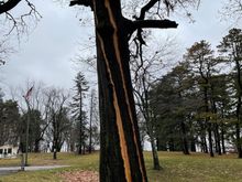 Lightening damaged tree