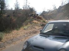 9507sequoia sherman pass cows2