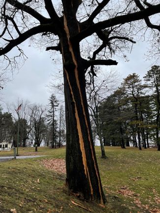 Lightening damaged tree