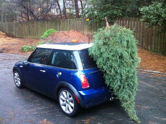 When you no longer have your pickup and the girlfriend's tree needs to get recycled.  MINI+bike rack = Christmas tree hauler.