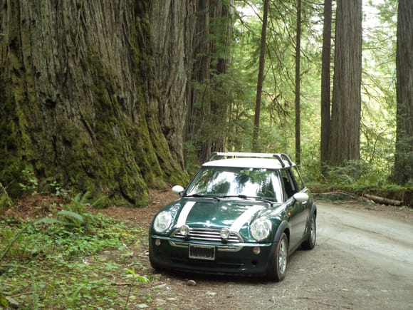 The 06 at the coastal redwoods