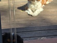 Photo bomb puppy. 