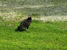 Thought I’d post a picture of Harry again.  He’s still here for his meal!