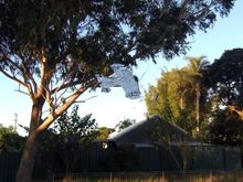 Predator under the big gum.