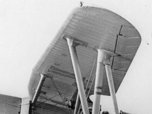 Ribs visible under the skin from edge to edge. 