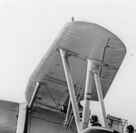 Ribs visible under the skin from edge to edge. 