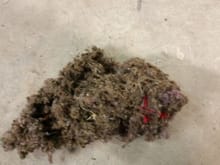 This in between the bins, this is the third dead mouse I found. I guess this gives new meaning to the term "rats nest " .