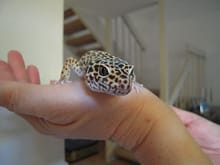 Luna - leopard gecko