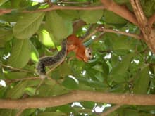 Costa Rican squirrel