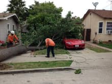 June 2013. Not even a tree can stop me.