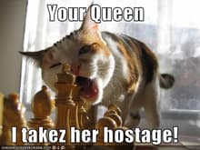 funny pictures cat takes queen hostage