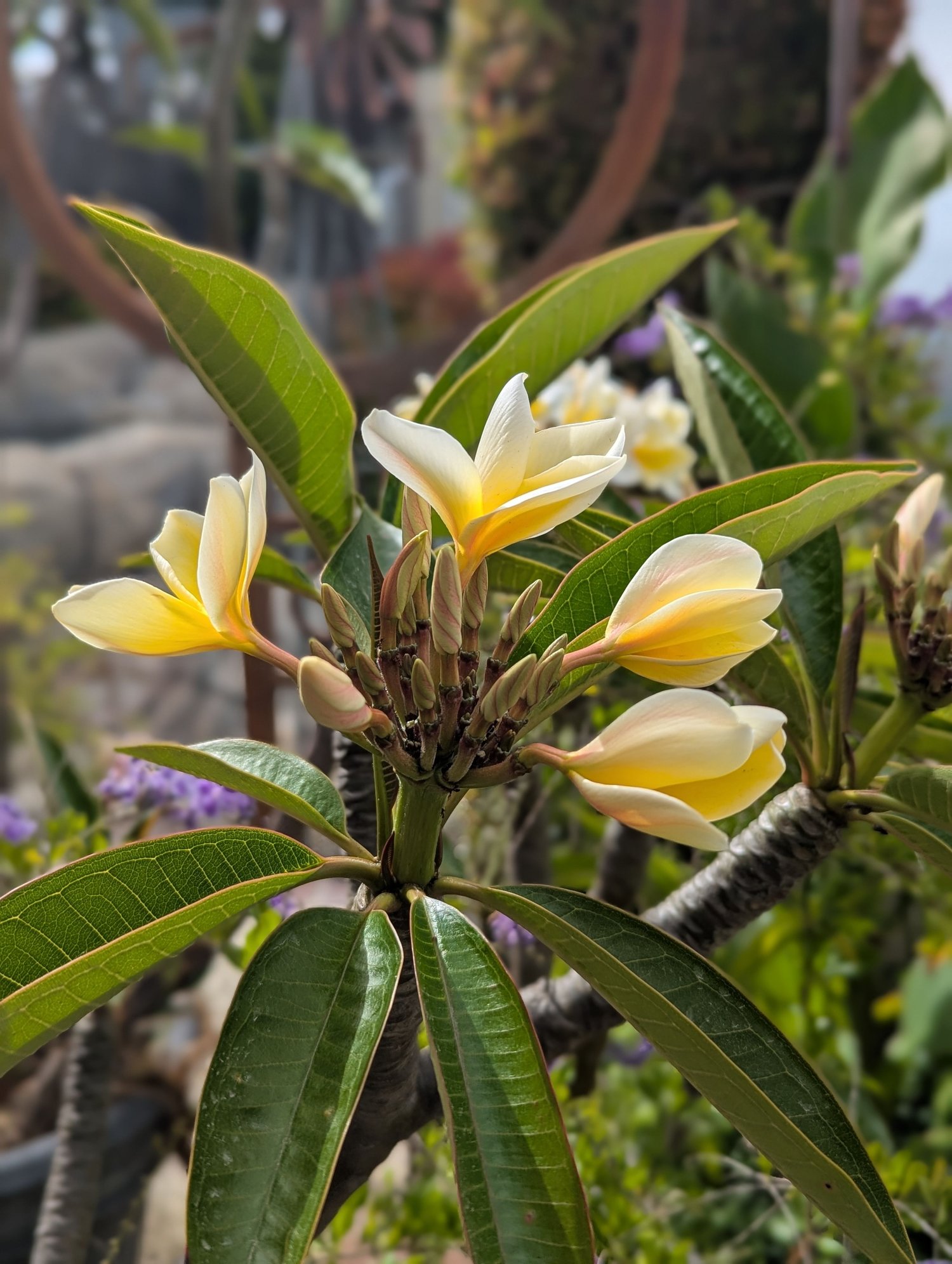 ^7-2-2025.  These plumeria smell so good!