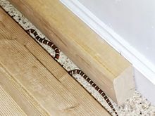 8-12-2018.  Milk snake.