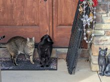 ^12-23-2023. Maury and Atticus.


