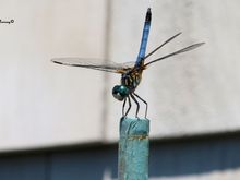 Blue dasher dragonfly